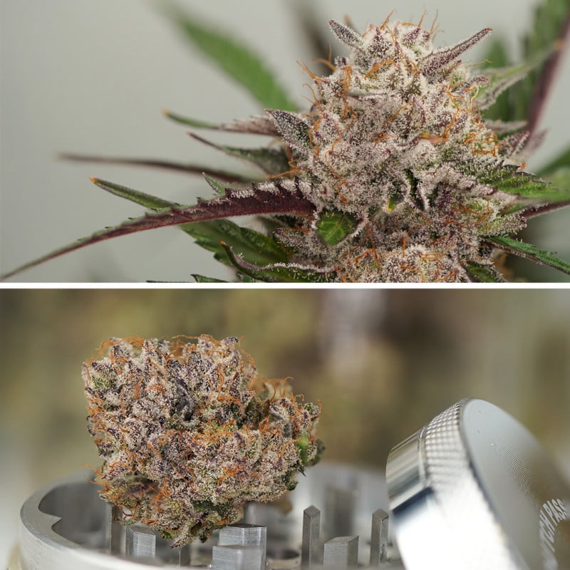 Auto Mimosa Punch von Dutch Passion