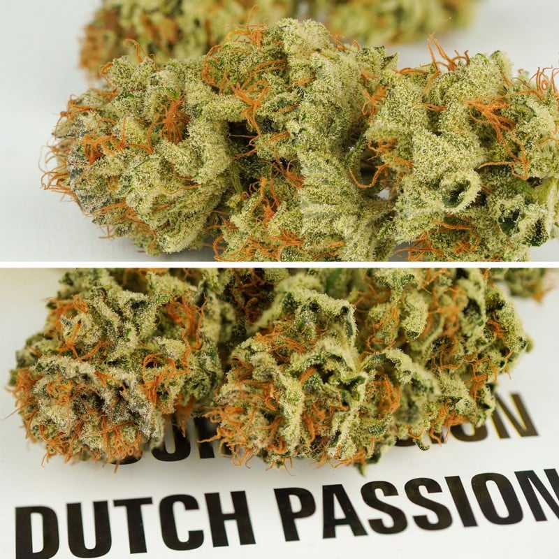 Auto Mokum's Tulip von Dutch Passion