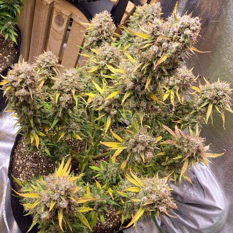 Auto Night Queen von Dutch Passion