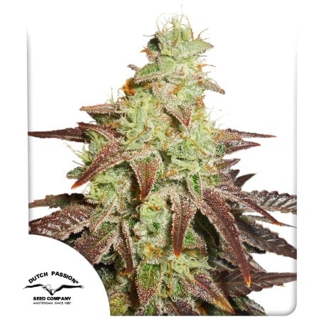 Auto Night Queen von Dutch Passion