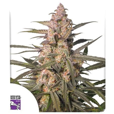 Auto Northern Dragon Fuel von Dutch Passion