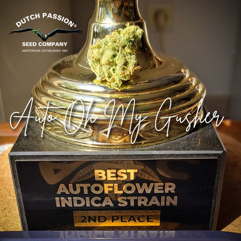 Auto Oh My Gusher von Dutch Passion