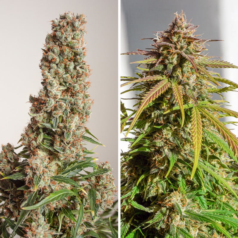 Auto Orange Bud von Dutch Passion