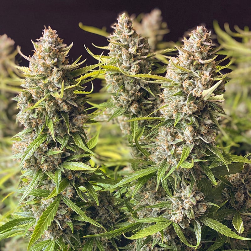 Auto Orange Bud von Dutch Passion