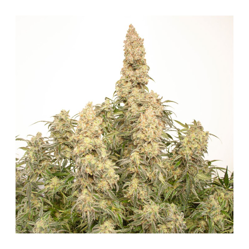 Auto Orange Bud von Dutch Passion