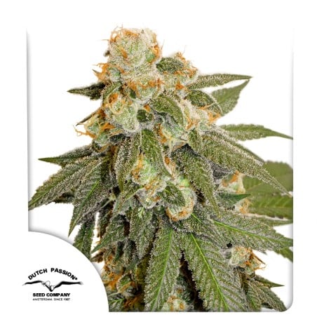 Auto Orange Bud von Dutch Passion