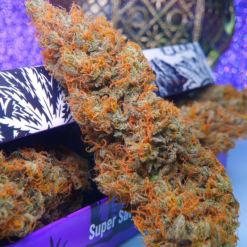 Auto Purple OG Punch von Dutch Passion