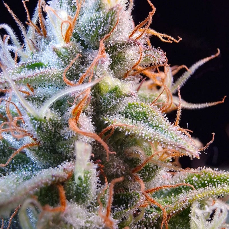 Auto Purple OG Punch von Dutch Passion