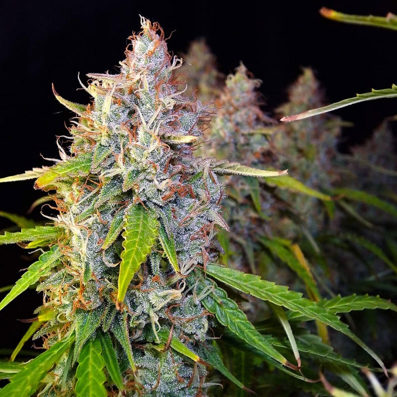 Auto Purple OG Punch von Dutch Passion