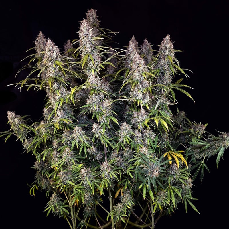 Auto Purple OG Punch von Dutch Passion