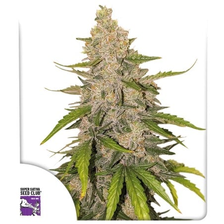 Auto Purple OG Punch von Dutch Passion