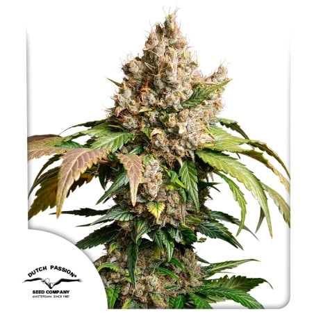 Auto Red Tropicana Cookies von Dutch Passion