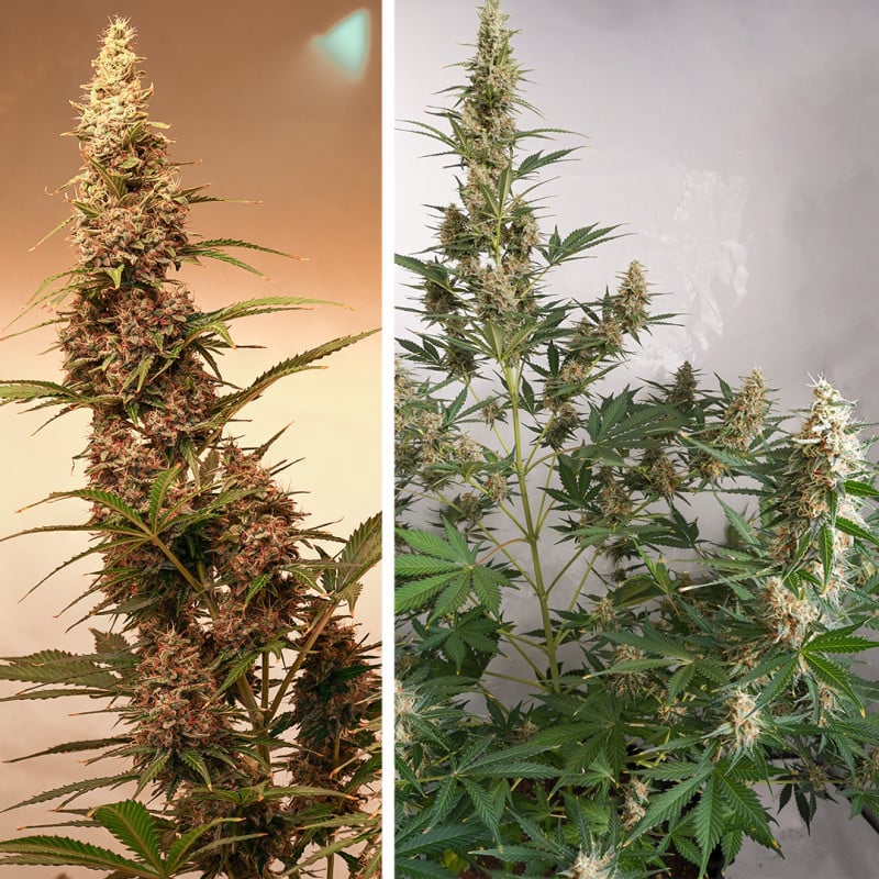 Auto SFV OG von Dutch Passion