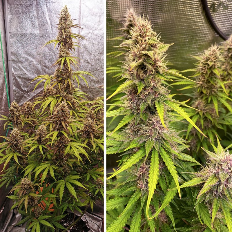 Auto SFV OG von Dutch Passion