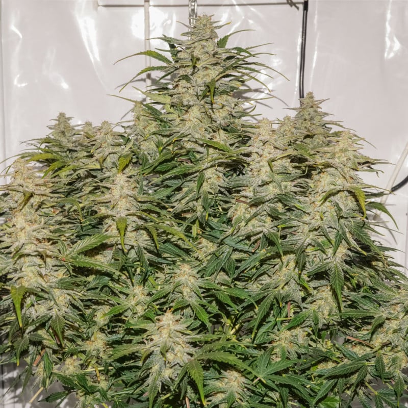 Auto SFV OG von Dutch Passion