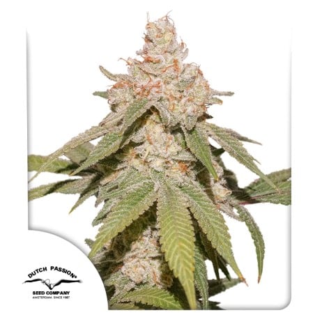 Auto SFV OG von Dutch Passion