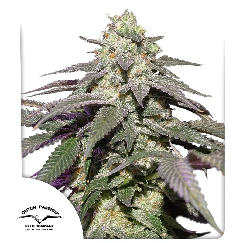 Auto Skywalker Haze von Dutch Passion