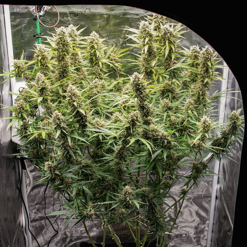 Auto Skywalker Haze von Dutch Passion