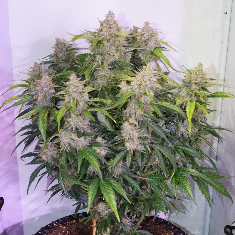 Auto Skywalker Haze von Dutch Passion