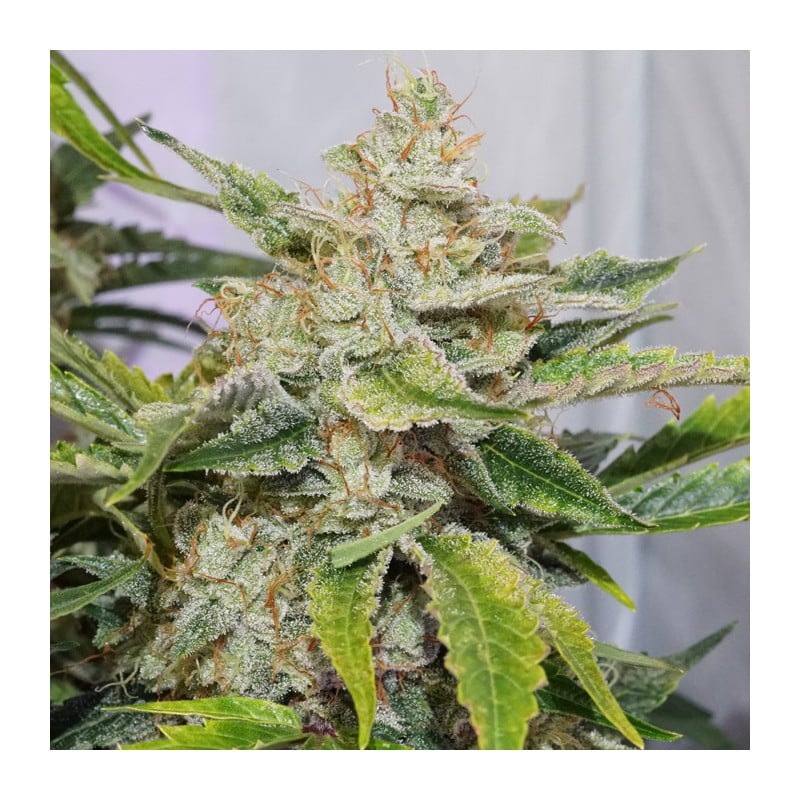Auto Skywalker Haze von Dutch Passion