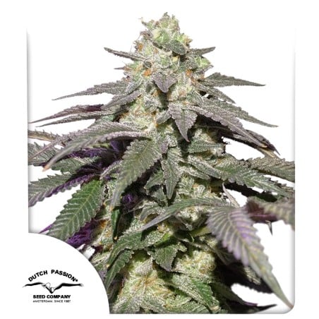 Auto Skywalker Haze von Dutch Passion