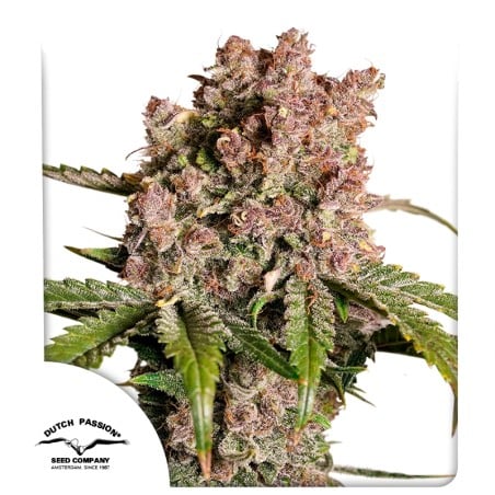 Auto Strawberry Soda von Dutch Passion