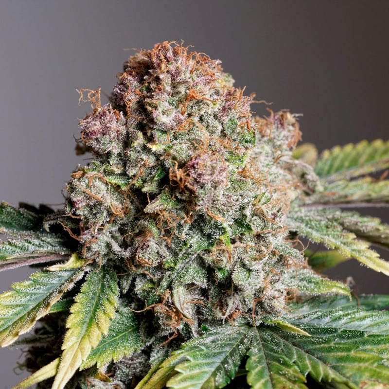 Auto Strawberry Soda von Dutch Passion
