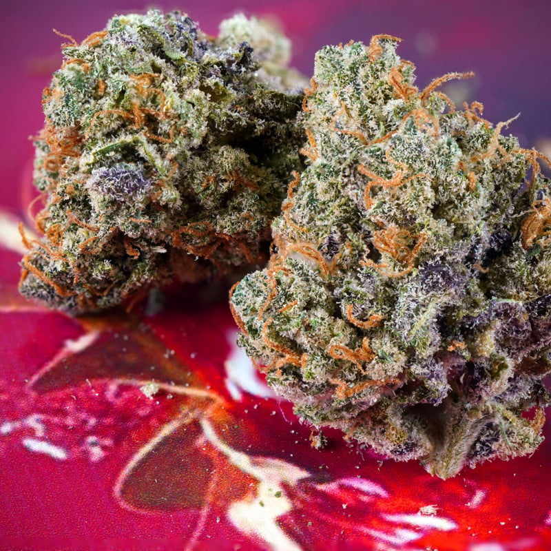 Auto Strawberry Soda von Dutch Passion