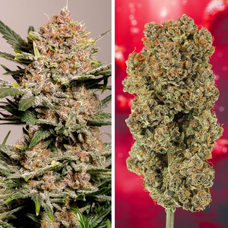 Auto Strawberry Soda von Dutch Passion