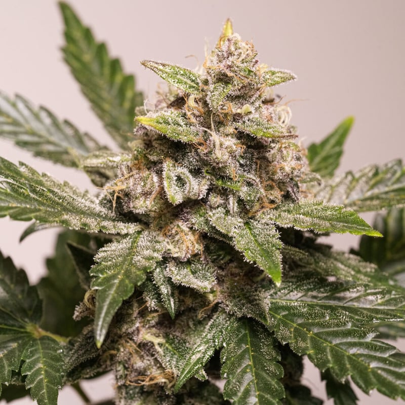 Auto Strawberry Soda von Dutch Passion