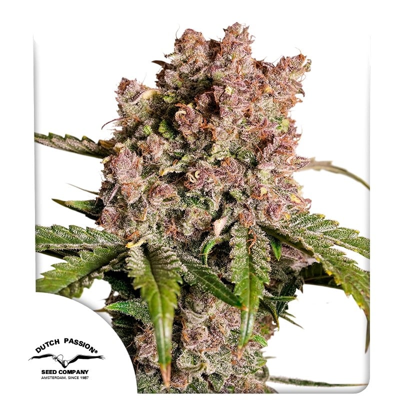 Auto Strawberry Soda von Dutch Passion