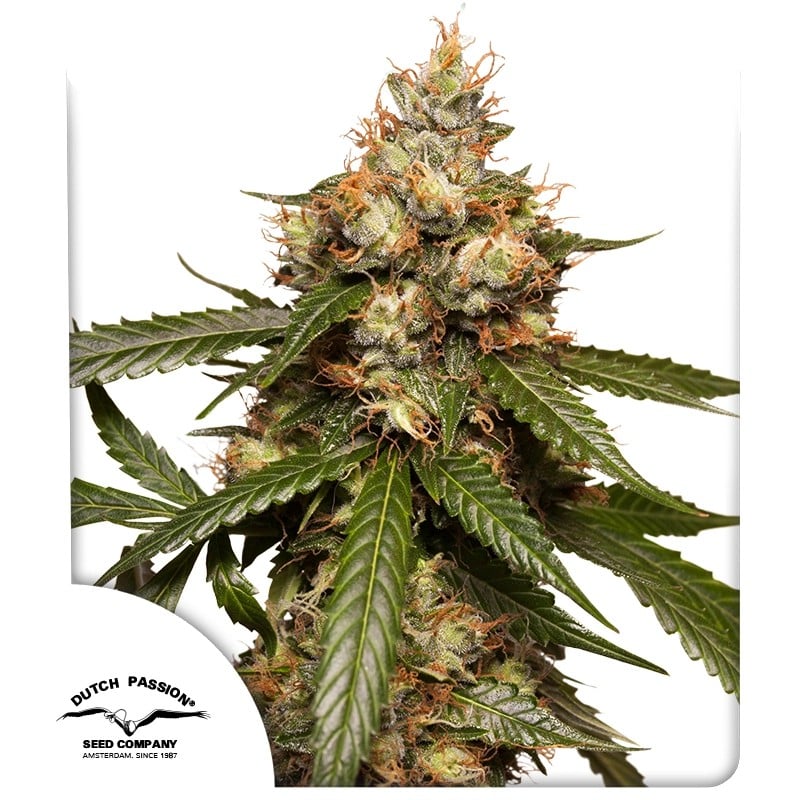 Auto THC-Victory von Dutch Passion