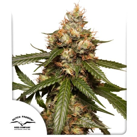 Auto THC-Victory von Dutch Passion