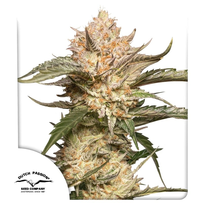 Auto Trichome & Cream von Dutch Passion