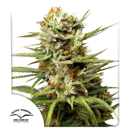 Auto White Widow von Dutch Passion