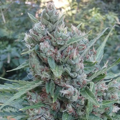 Auto Zamaldelica von ACE Seeds