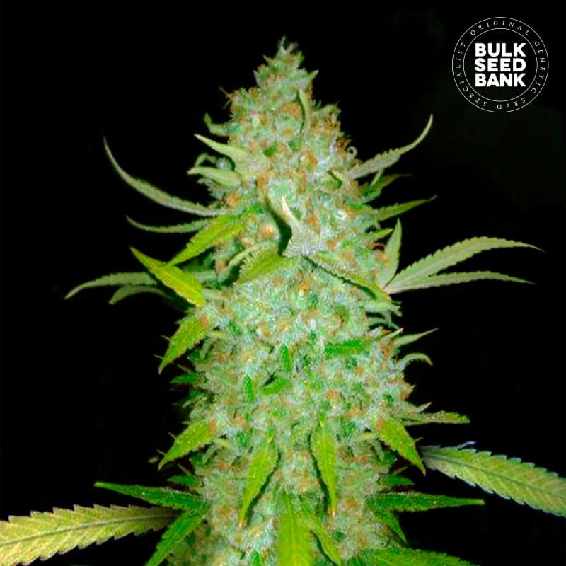 Auto Ak von Bulk Seed Bank