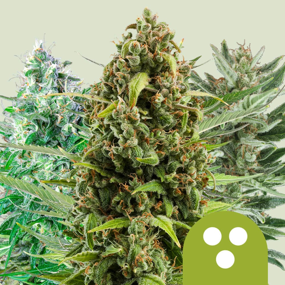 Autoflowering Mix von Royal Queen Seeds