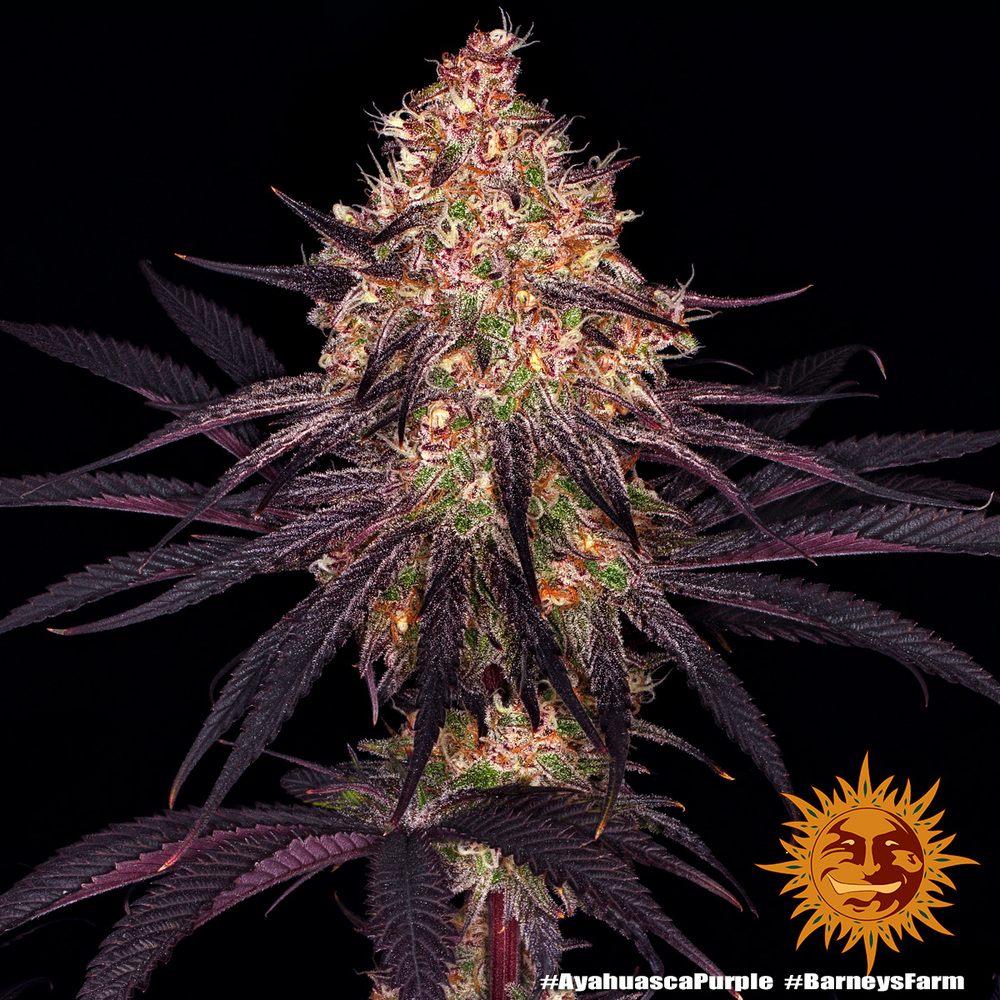 Ayahuasca Purple Barney’s Farm
