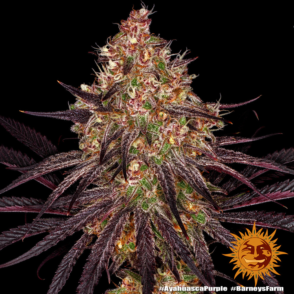 Ayahuasca Purple Barney’s Farm