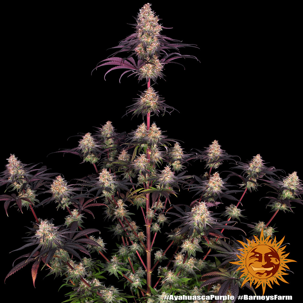 Ayahuasca Purple Barney’s Farm