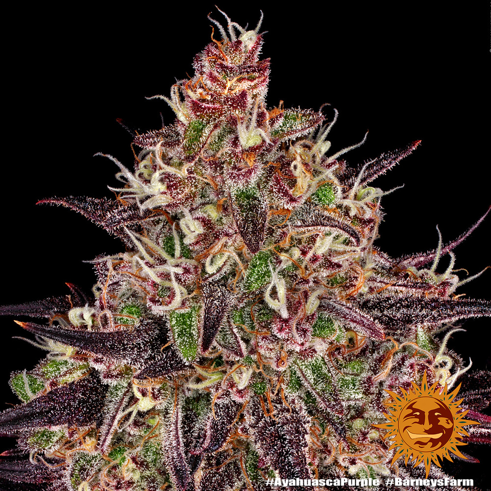 Ayahuasca Purple Barney’s Farm