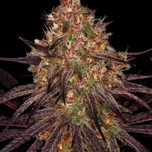 Ayahuasca Purple Barney's Farm