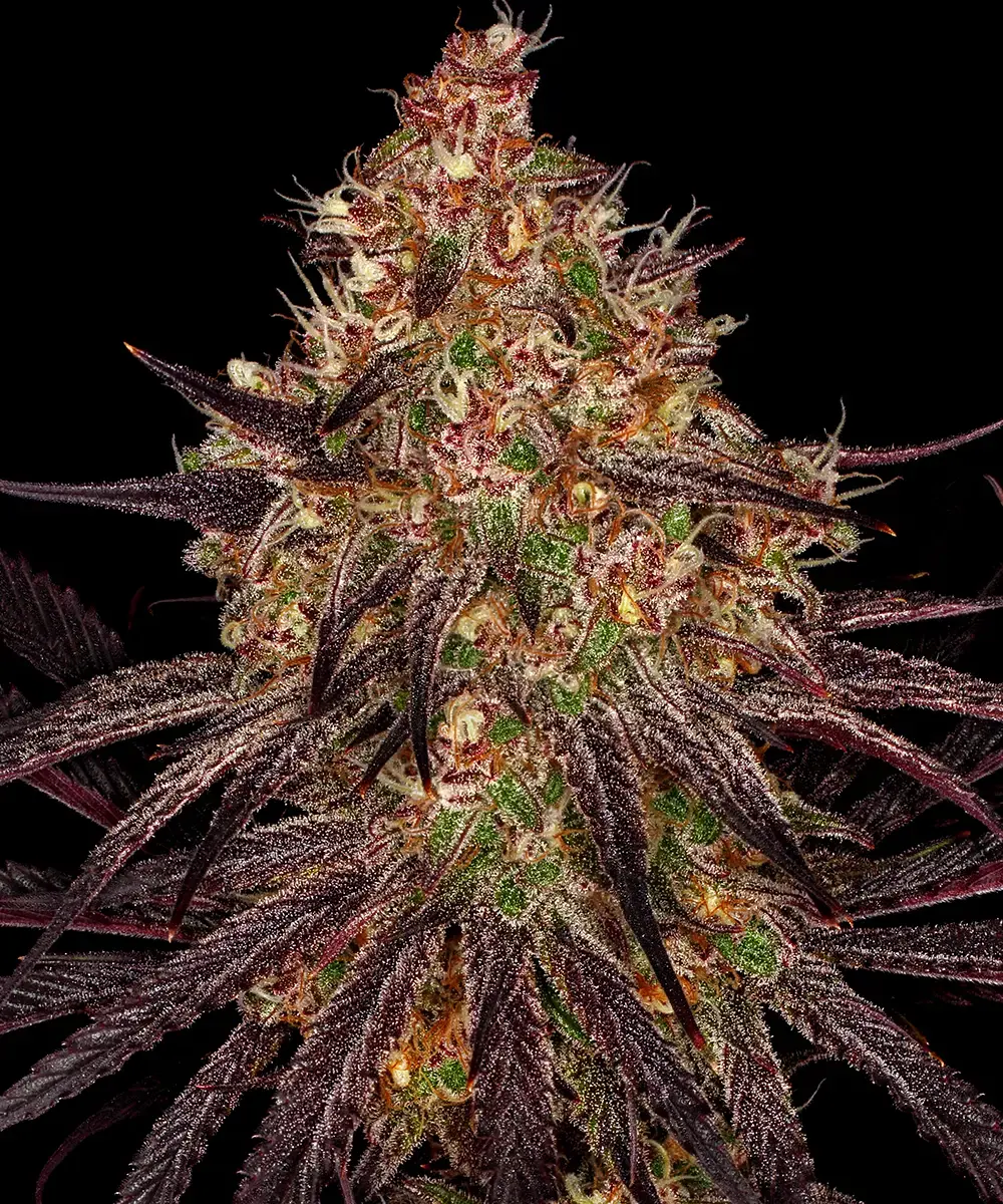 Ayahuasca Purple 10 St. Barney’s Farm