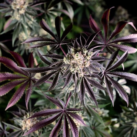 B-45 10er Silent Seeds