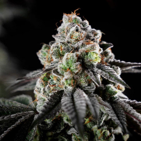 B-45 10er Silent Seeds