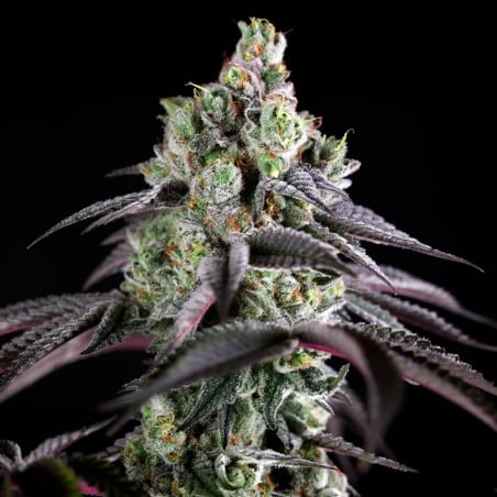 B-45 10er Silent Seeds
