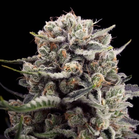 B-45 10er Silent Seeds