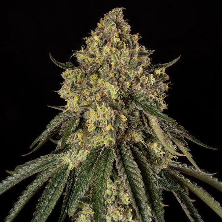 B-52 10er Silent Seeds