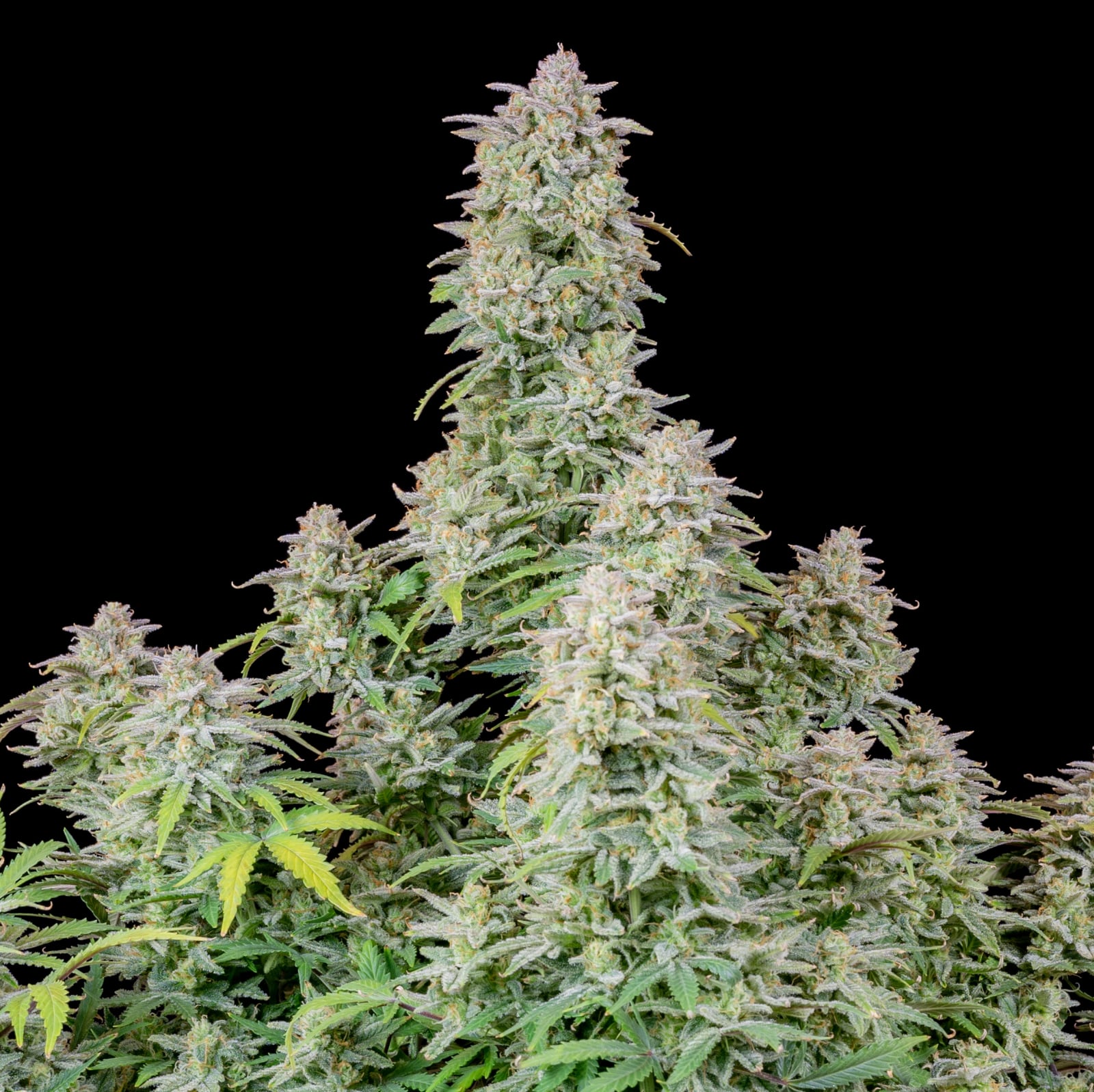 Forbidden Runtz Auto von Fast Buds